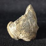 Syringothyris cf. cuspidata (MARTIN 1796) - Bild © FossNet FossilienStore